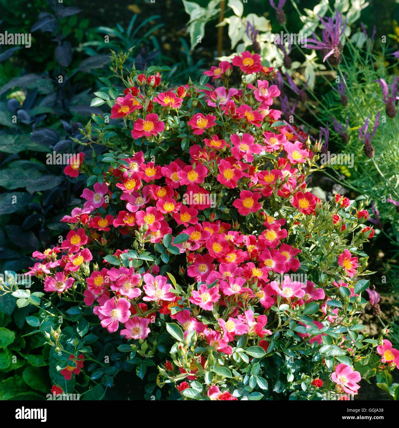 Ground cover roses hires stock photography and images Alamy